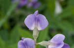 Blue wild indigo